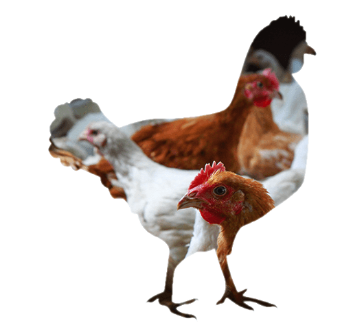 Sladesdown Farm - Chicken