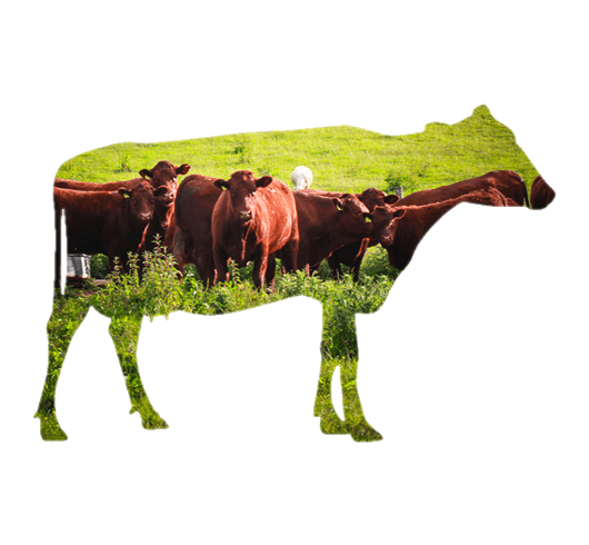 Sladesdown Farm - Beef