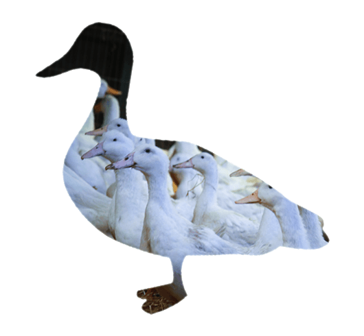 Sladesdown Farm - Pekin Duck