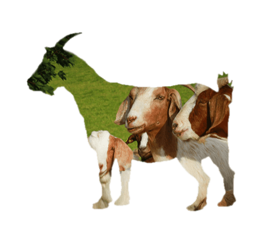 Sladesdown Farm - Goat