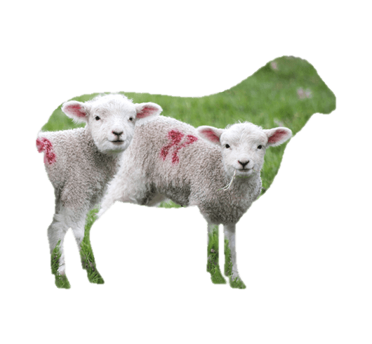 Sladesdown Farm - Lamb