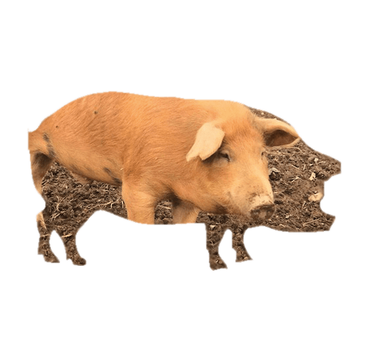 Sladesdown Farm - Pork